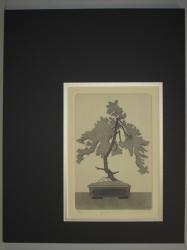 Pine Bonsai
