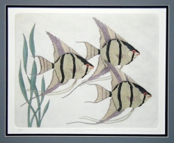 Angelfish
