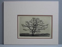 Tree Dance