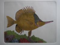 Butterflyfish (Closeup)