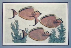 Unicornfish