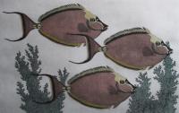 Unicornfish