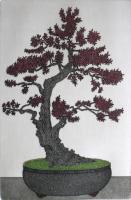      Elm Bonsai