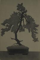     Pine Bonsai