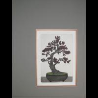 Elm bonsai