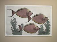 Unicornfish